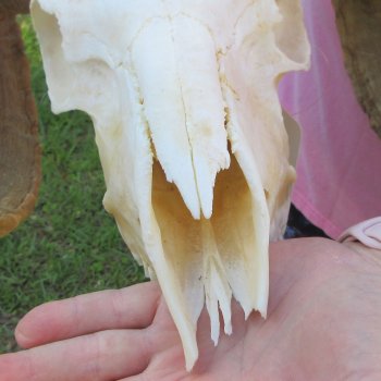 African Merino Ram/Sheep Skull with 21-1/2" Horns