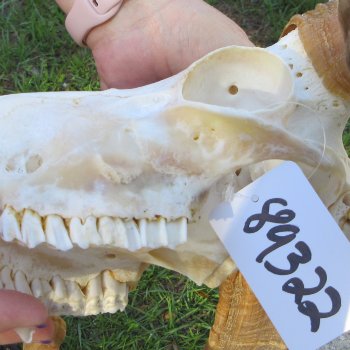 African Merino Ram/Sheep Skull with 21-1/2" Horns