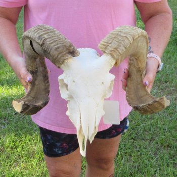 B-Grade African Merino Ram/Sheep Skull with 23-1/2" Horns 
