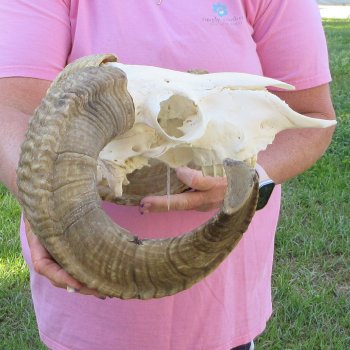 B-Grade African Merino Ram/Sheep Skull with 23-1/2" Horns 
