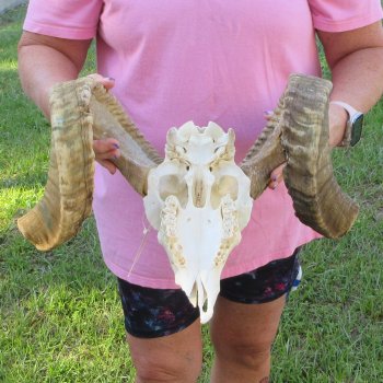 B-Grade African Merino Ram/Sheep Skull with 23-1/2" Horns 