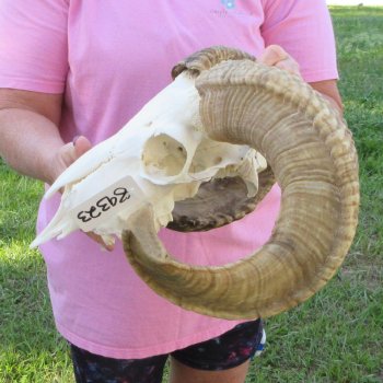 B-Grade African Merino Ram/Sheep Skull with 23-1/2" Horns 