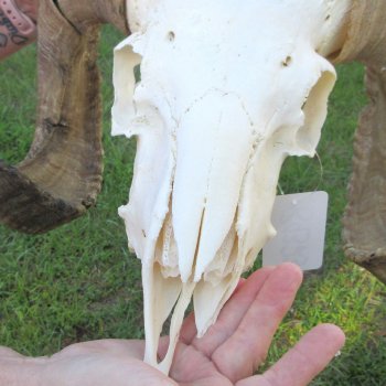 B-Grade African Merino Ram/Sheep Skull with 23-1/2" Horns 
