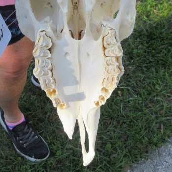 B-Grade African Merino Ram/Sheep Skull with 23-1/2" Horns 