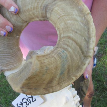 B-Grade African Merino Ram/Sheep Skull with 23-1/2" Horns 