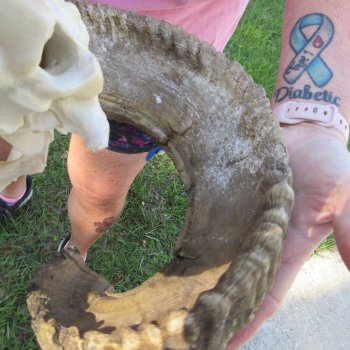 B-Grade African Merino Ram/Sheep Skull with 23-1/2" Horns 