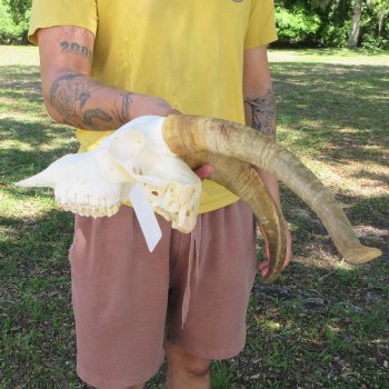 B-Grade African Goat Skull with 15-1/2" Horns