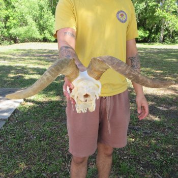 B-Grade African Goat Skull with 15-1/2" Horns