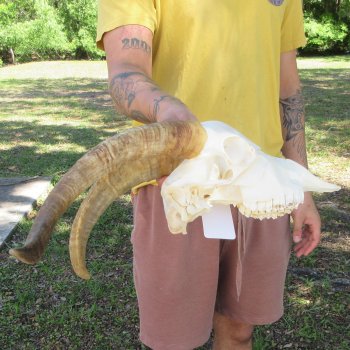 B-Grade African Goat Skull with 15-1/2" Horns