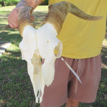 B-Grade African Goat Skull with 15-1/2" Horns
