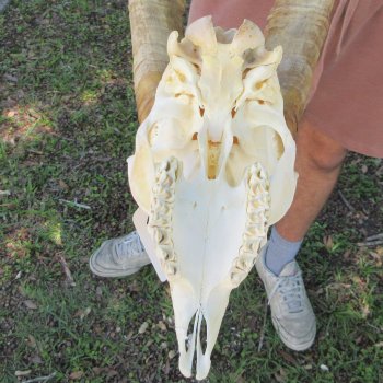 B-Grade African Goat Skull with 15-1/2" Horns