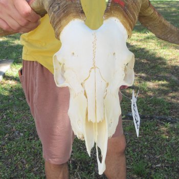 B-Grade African Goat Skull with 19-1/2" Horns