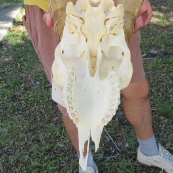 B-Grade African Goat Skull with 19-1/2" Horns