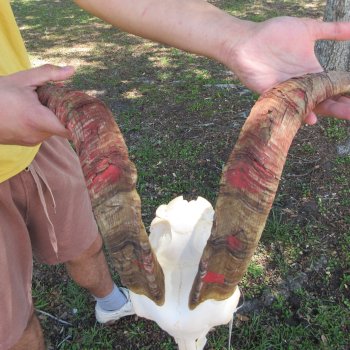 B-Grade African Goat Skull with 19-1/2" Horns