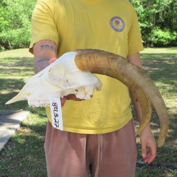 B-Grade African Goat Skull with 15" Horns