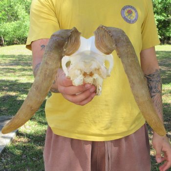 B-Grade African Goat Skull with 15" Horns