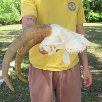 B-Grade African Goat Skull with 15" Horns