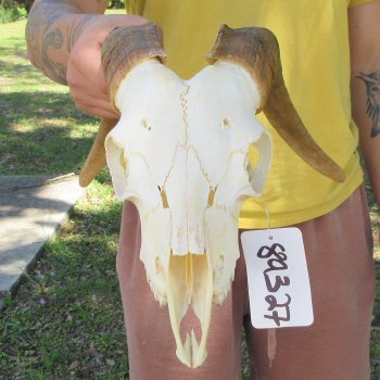 B-Grade African Goat Skull with 15" Horns