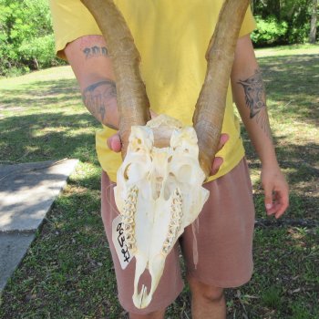 B-Grade African Goat Skull with 15" Horns