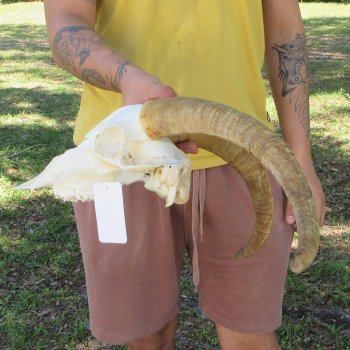 B-Grade African Goat Skull with 18" Horns