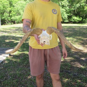 B-Grade African Goat Skull with 18" Horns