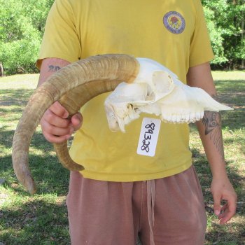 B-Grade African Goat Skull with 18" Horns