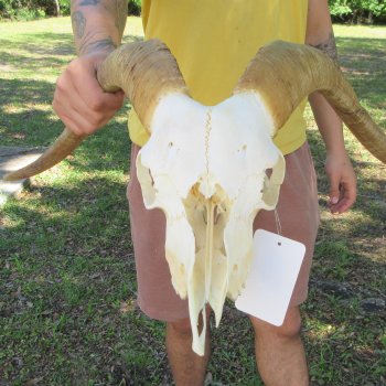 B-Grade African Goat Skull with 18" Horns