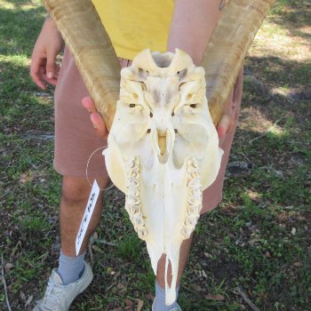 B-Grade African Goat Skull with 18" Horns
