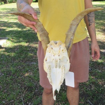 B-Grade African Goat Skull with 14-1/2" Horns