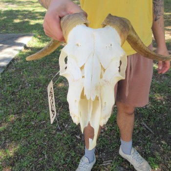 B-Grade African Goat Skull with 14-1/2" Horns