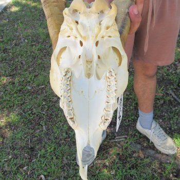 B-Grade African Goat Skull with 14-1/2" Horns