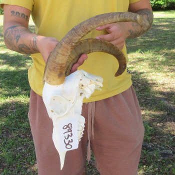 B-Grade African Goat Skull with 17" Horns