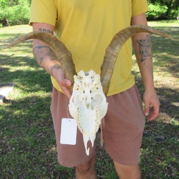 B-Grade African Goat Skull with 17" Horns