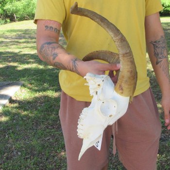 B-Grade African Goat Skull with 17" Horns