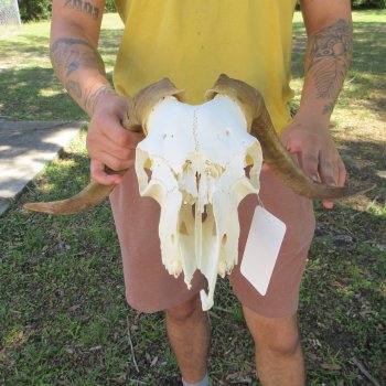 B-Grade African Goat Skull with 17" Horns