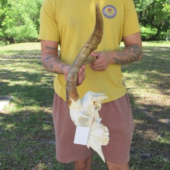 B-Grade African Goat Skull with 16-3/4" Horns