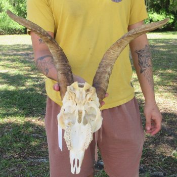 B-Grade African Goat Skull with 16-3/4" Horns