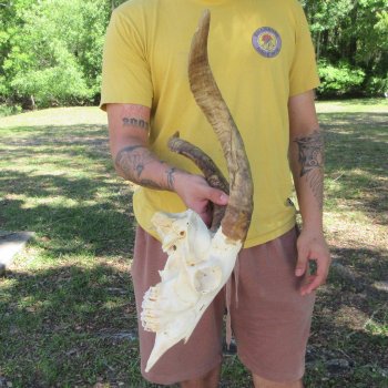 B-Grade African Goat Skull with 16-3/4" Horns