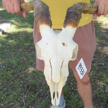 B-Grade African Goat Skull with 16-3/4" Horns
