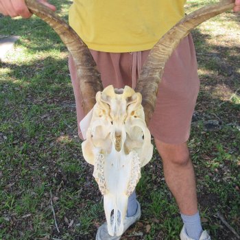 B-Grade African Goat Skull with 16-3/4" Horns