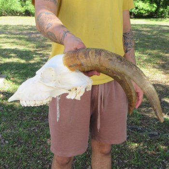 B-Grade African Goat Skull with 14" Horns