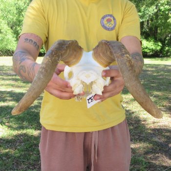 B-Grade African Goat Skull with 14" Horns