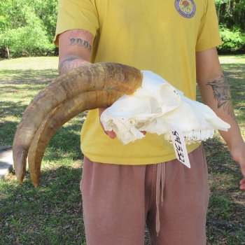 B-Grade African Goat Skull with 14" Horns