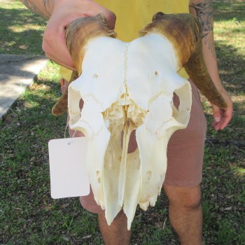 B-Grade African Goat Skull with 14" Horns