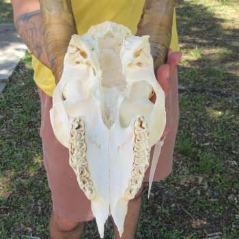 B-Grade African Goat Skull with 14" Horns