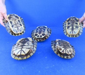 Five piece 6" Red Eared Slider Turtle Shells