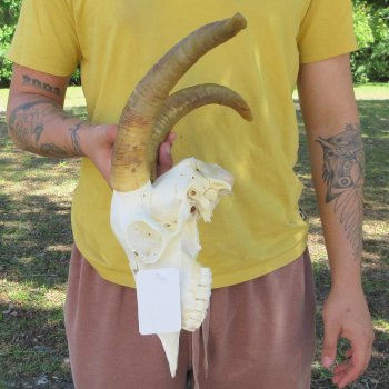 B-Grade African Goat Skull with 12-3/4" Horns