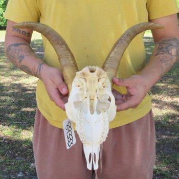 B-Grade African Goat Skull with 12-3/4" Horns