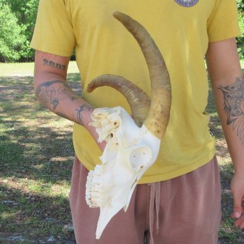 B-Grade African Goat Skull with 12-3/4" Horns