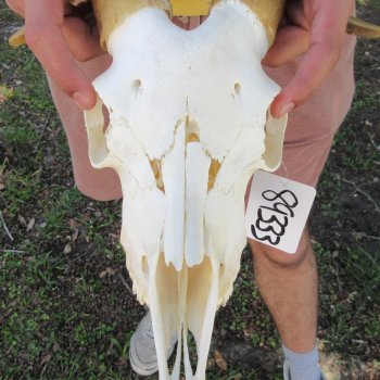 B-Grade African Goat Skull with 12-3/4" Horns